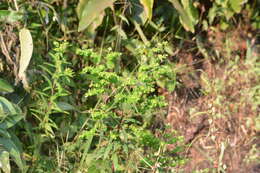 Image of Euphorbia rothiana Spreng.