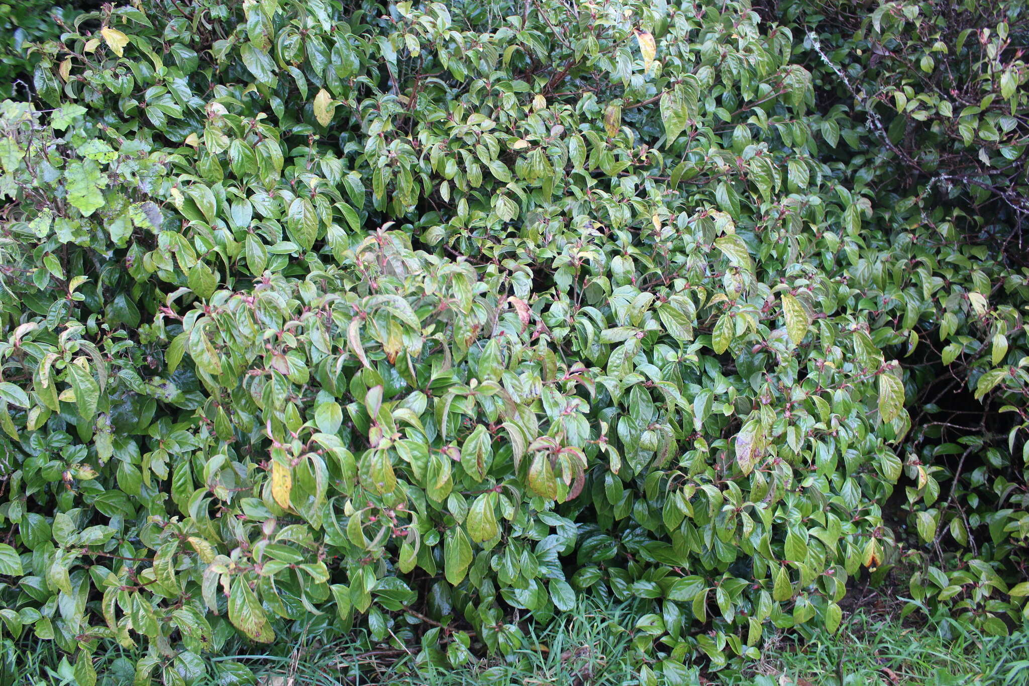 Image of Japanese viburnum