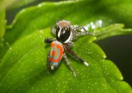 Image of Peacock spider