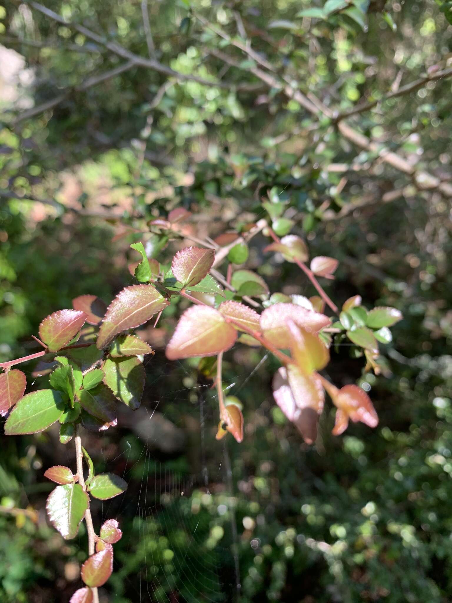 Image of Gymnosporia rubra (Harv.) Loes.