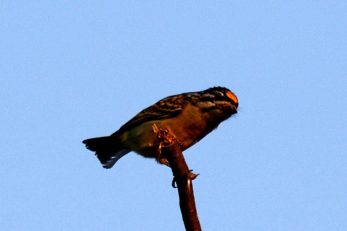 Image of Yellow-fronted Tinkerbird