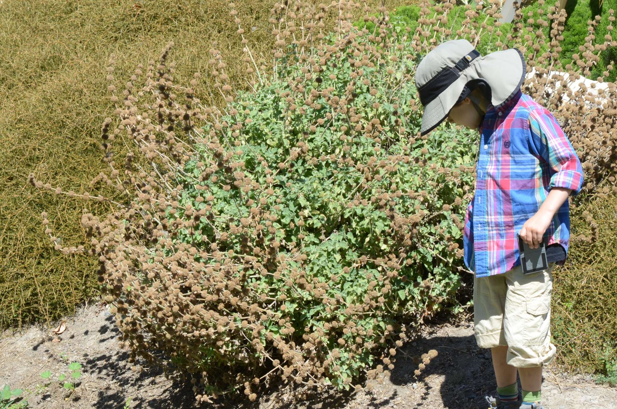 Image of horehound