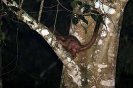 Image of Brown Palm Civet