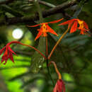 Image of Epidendrum macrocarpum Rich.