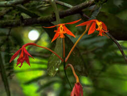 Image of Epidendrum macrocarpum Rich.