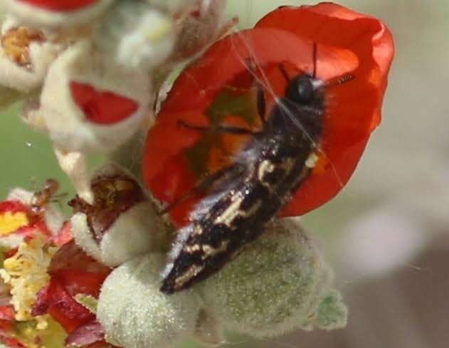 Image de Acmaeodera cuneata Fall 1899