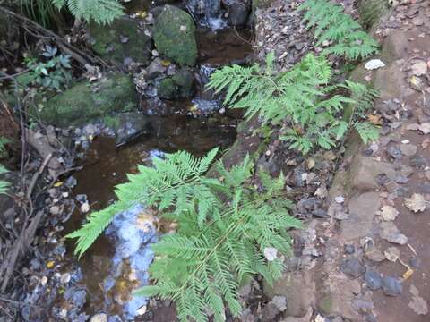 Imagem de Pteris dentata Forsk.