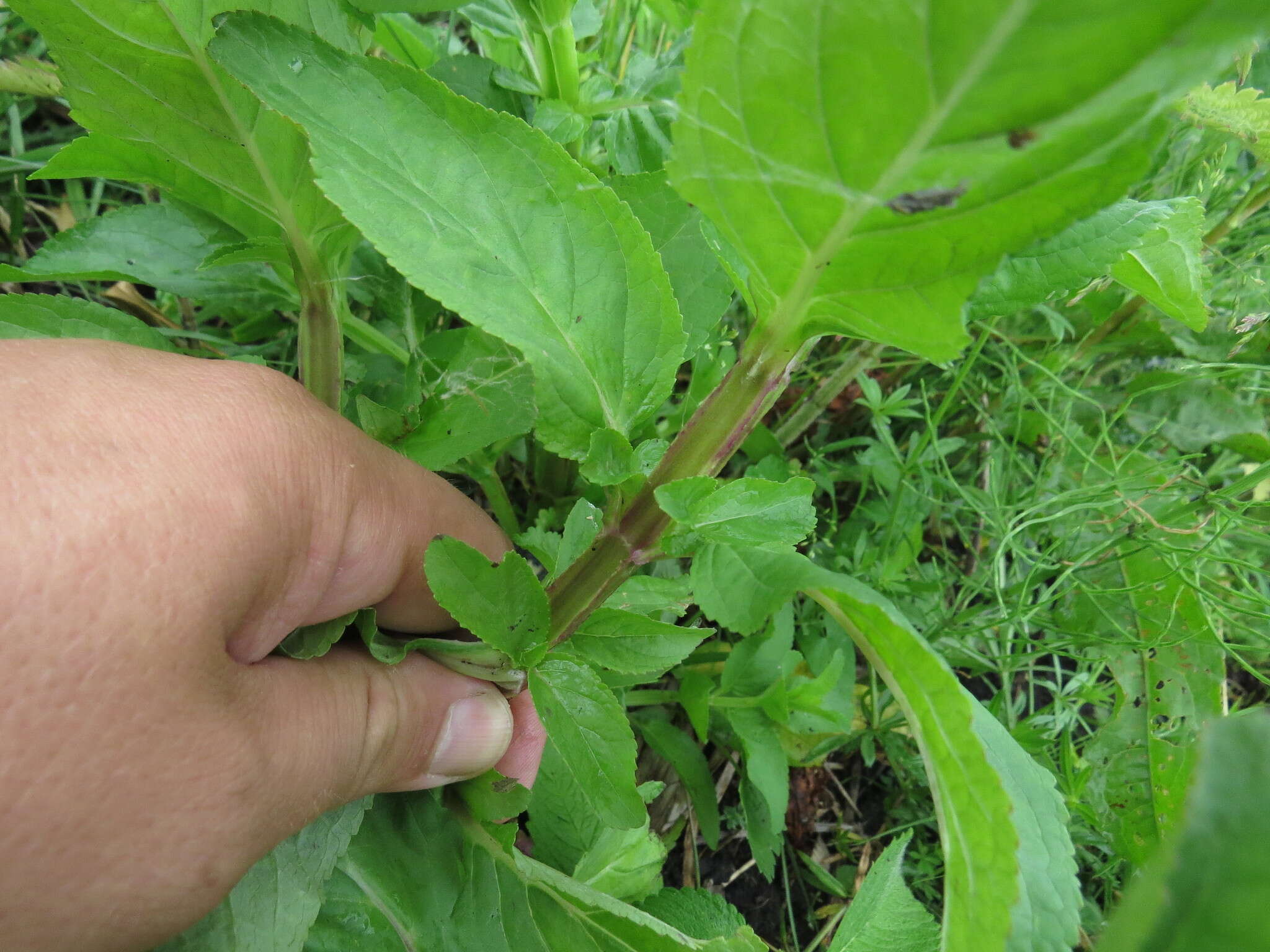 Imagem de Scrophularia umbrosa Dum.