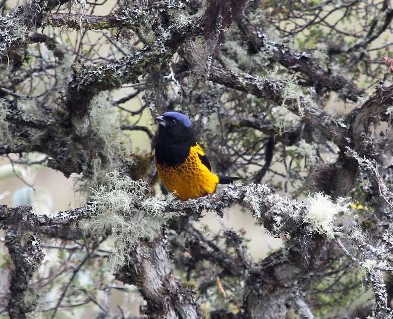 Image of Golden-backed Mountain Tanager