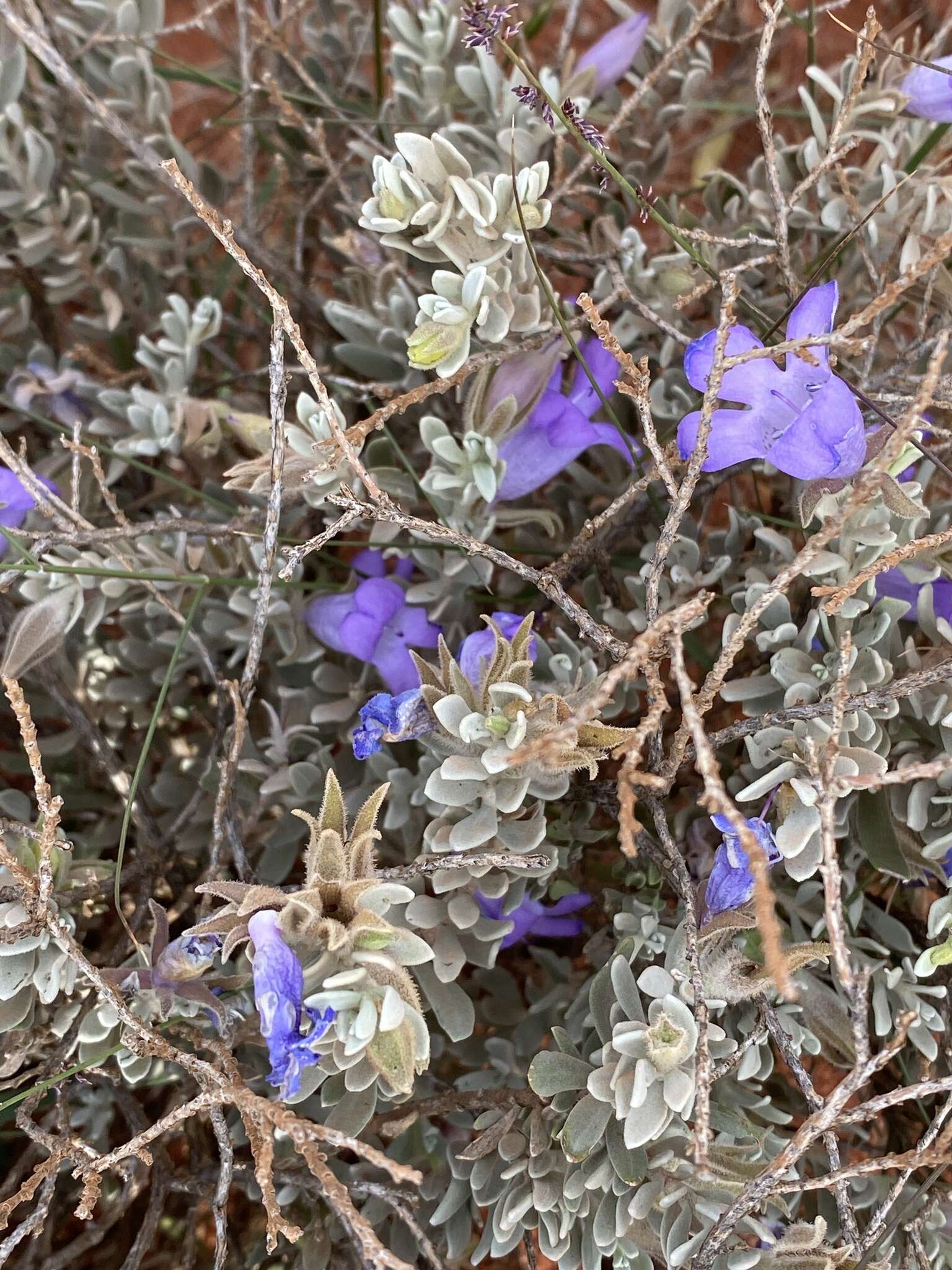 Imagem de Eremophila citrina Chinnock