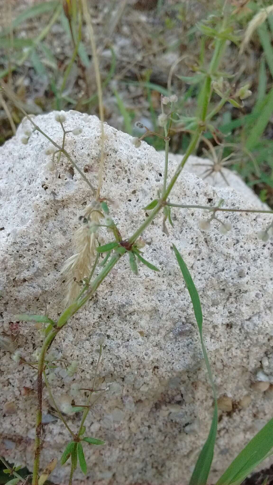 Image of wall bedstraw