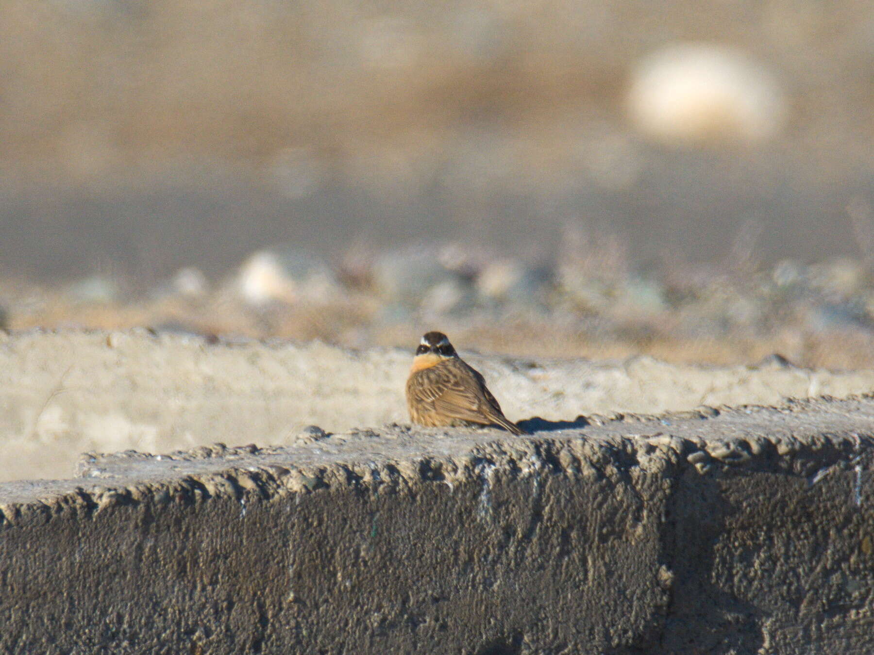 Image of Brown Accentor