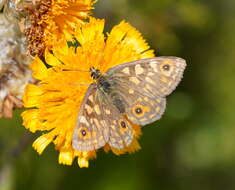 Imagem de Oreixenica orichora Meyrick 1885