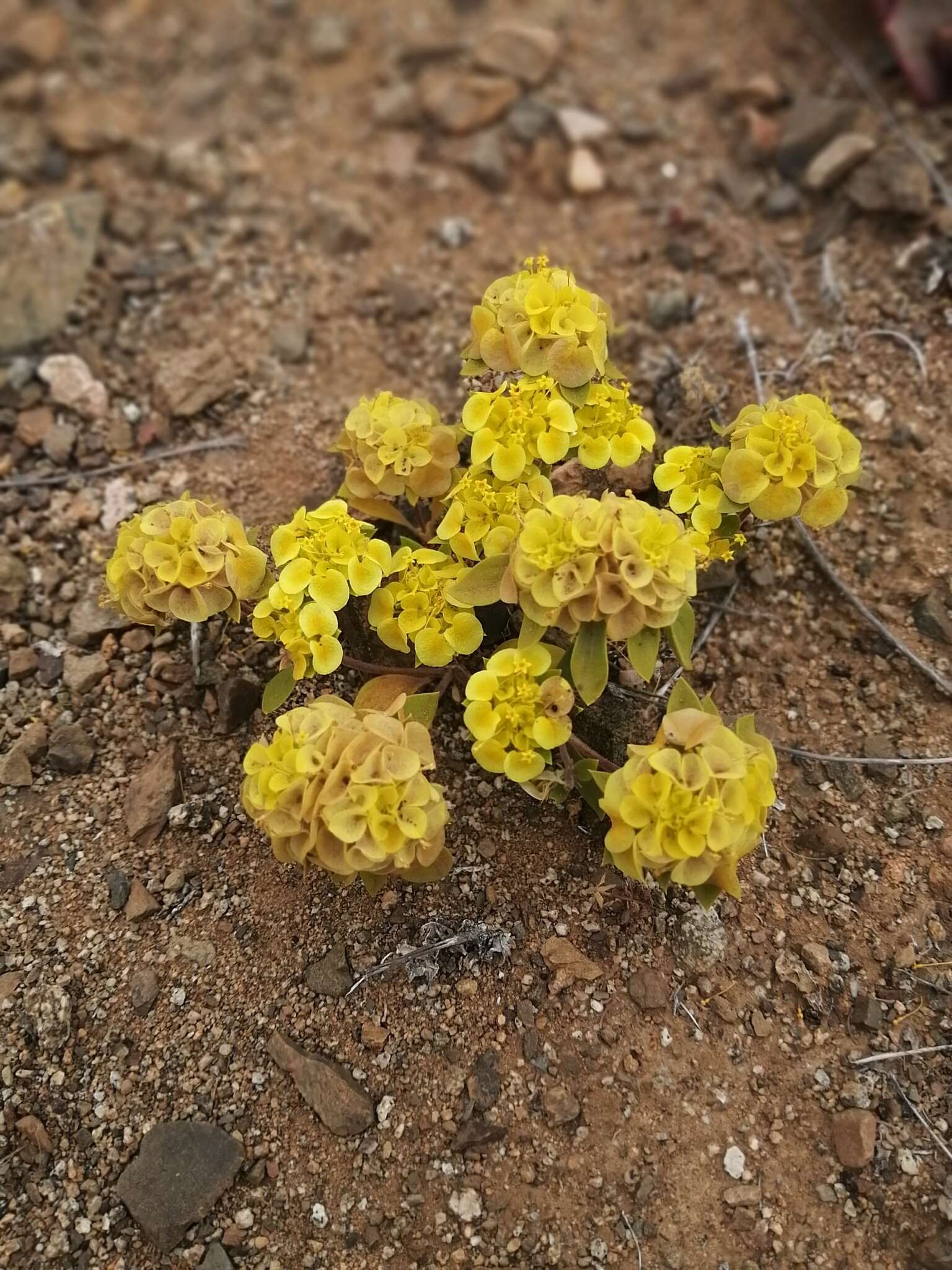 Image of Cruckshanksia pumila Clos