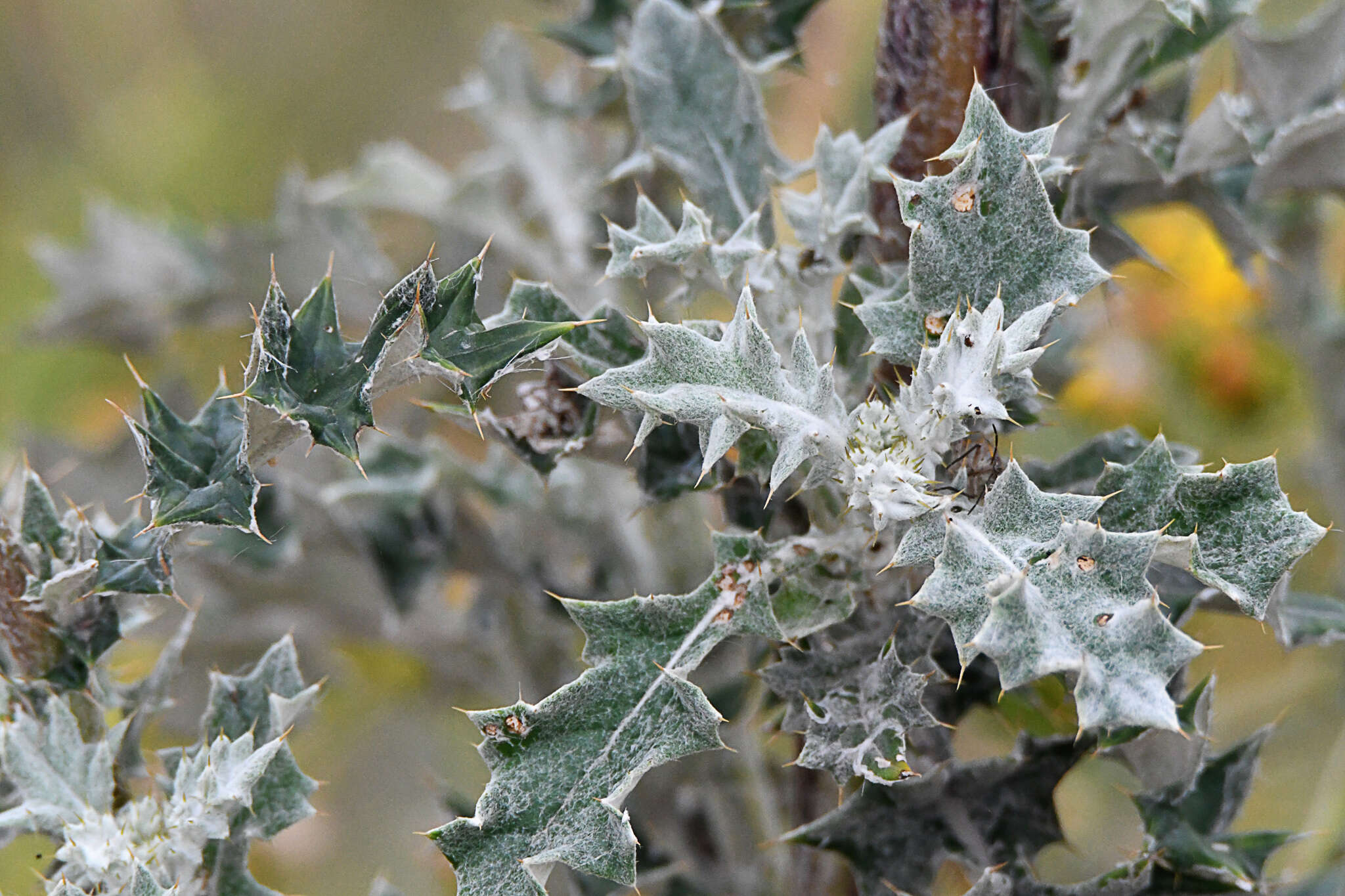 Image of prickly gousblom