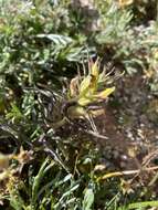 Image of shortflower Indian paintbrush