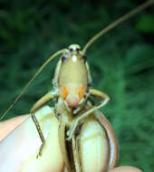 Image of Broad-tipped Conehead