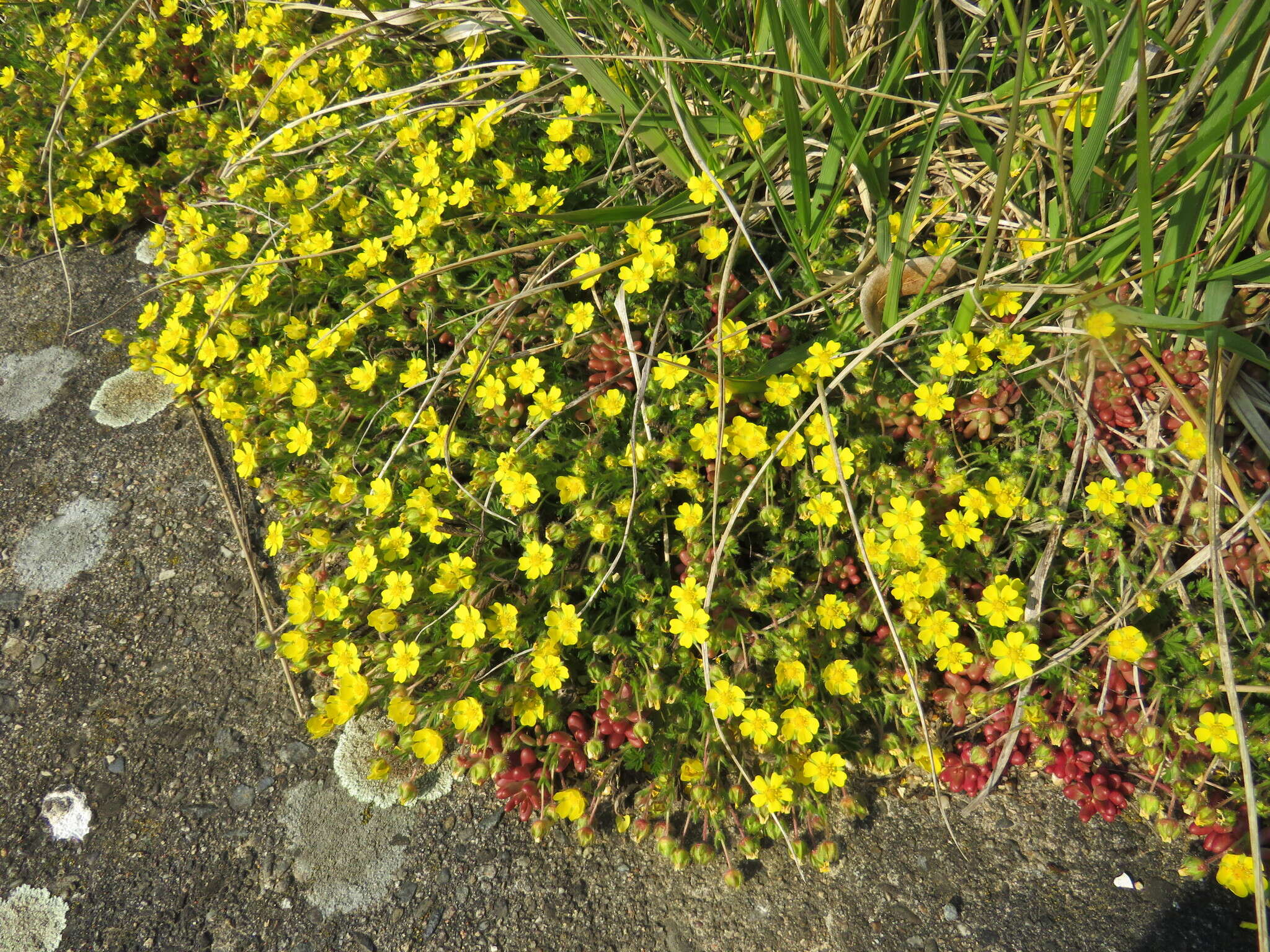 Image of spring cinquefoil