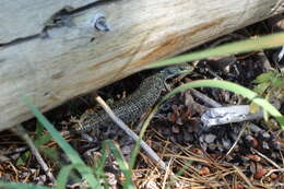 Image of Northern Alligator Lizard