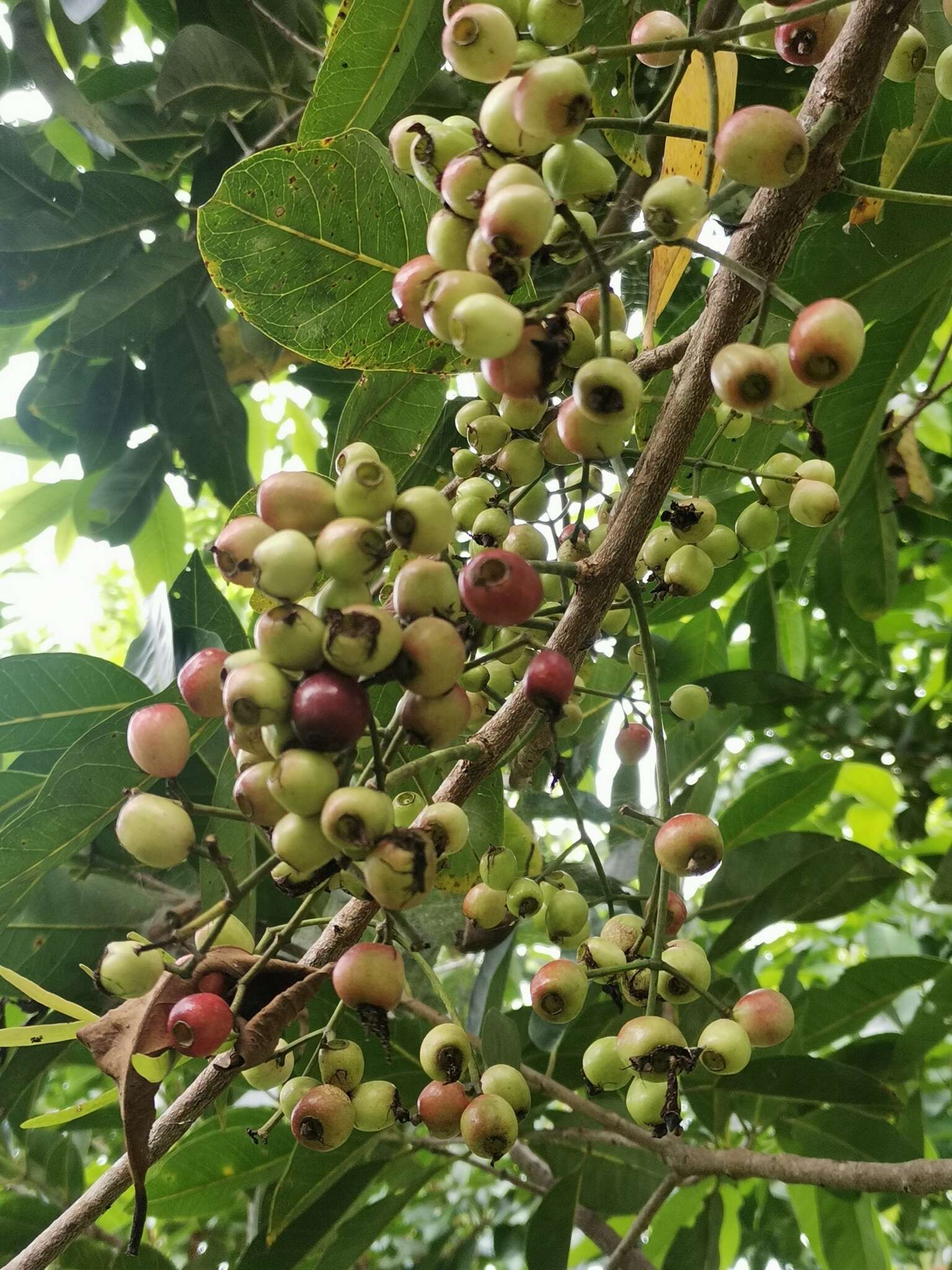 Image of Syzygium balsameum (Wight) Wall. ex Walp.