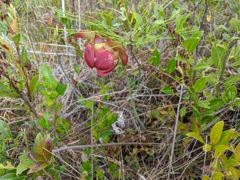 Image of Sarracenia purpurea subsp. venosa (Raf.) Wherry