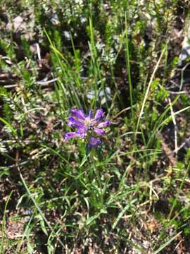 Image of Sierra beardtongue