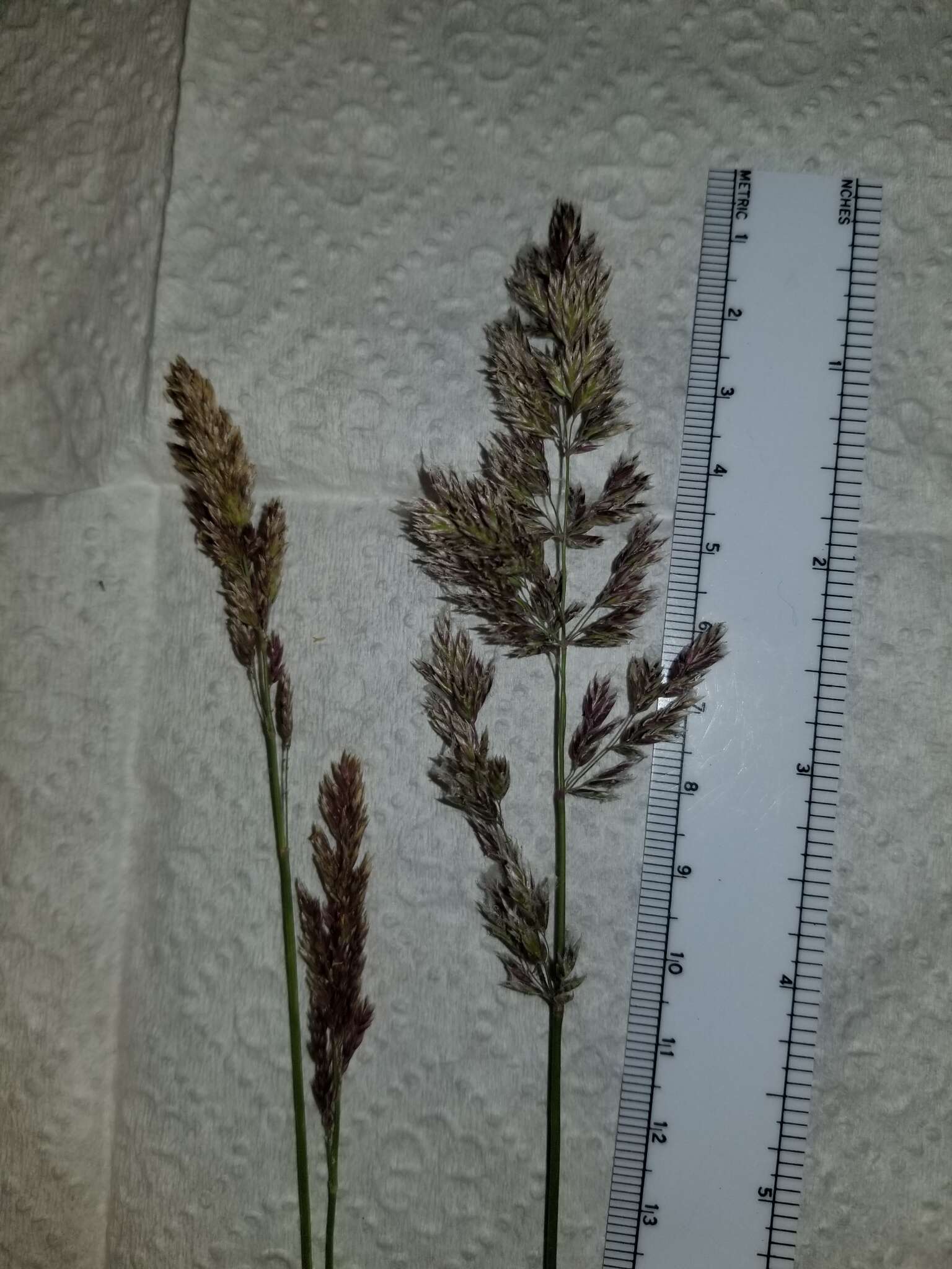 Слика од Poa arachnifera Torr.