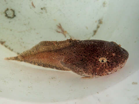 Image of nebulous snailfish