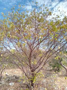 Sivun Grewia triflora (Bojer) Walp. kuva