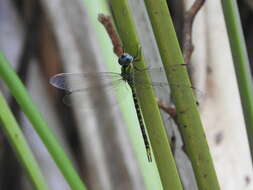 Image of Triacanthagyna caribbea Williamson 1923