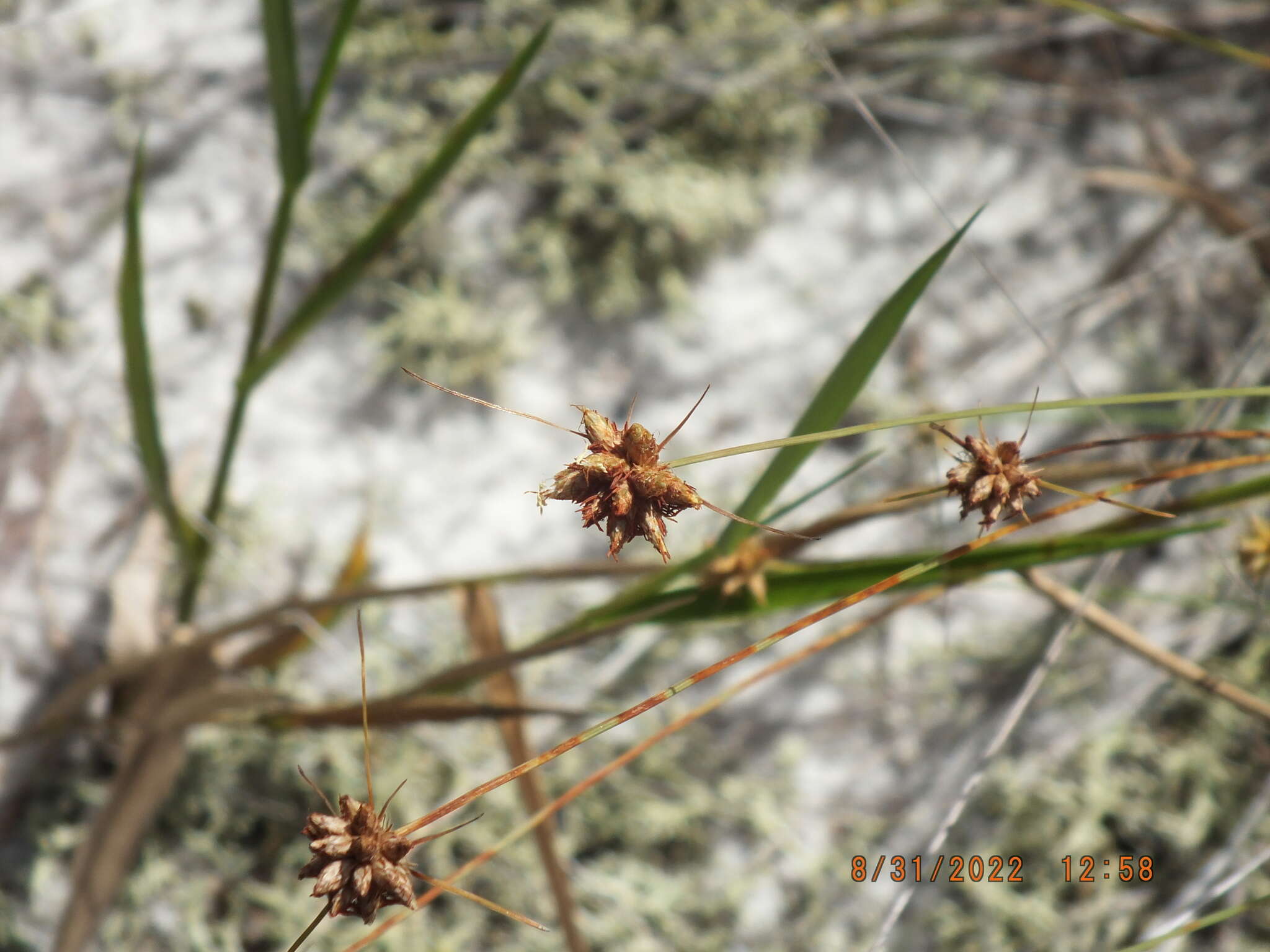 Plancia ëd Bulbostylis warei (Torr.) C. B. Clarke