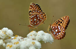 Image of Oregon silverspot butterfly