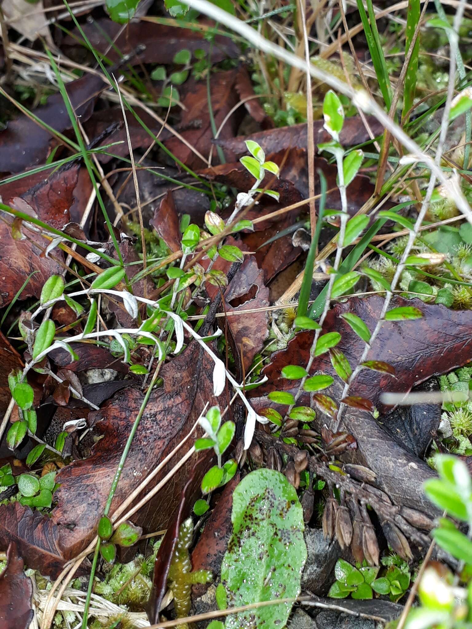 Image de Helichrysum filicaule Hook. fil.