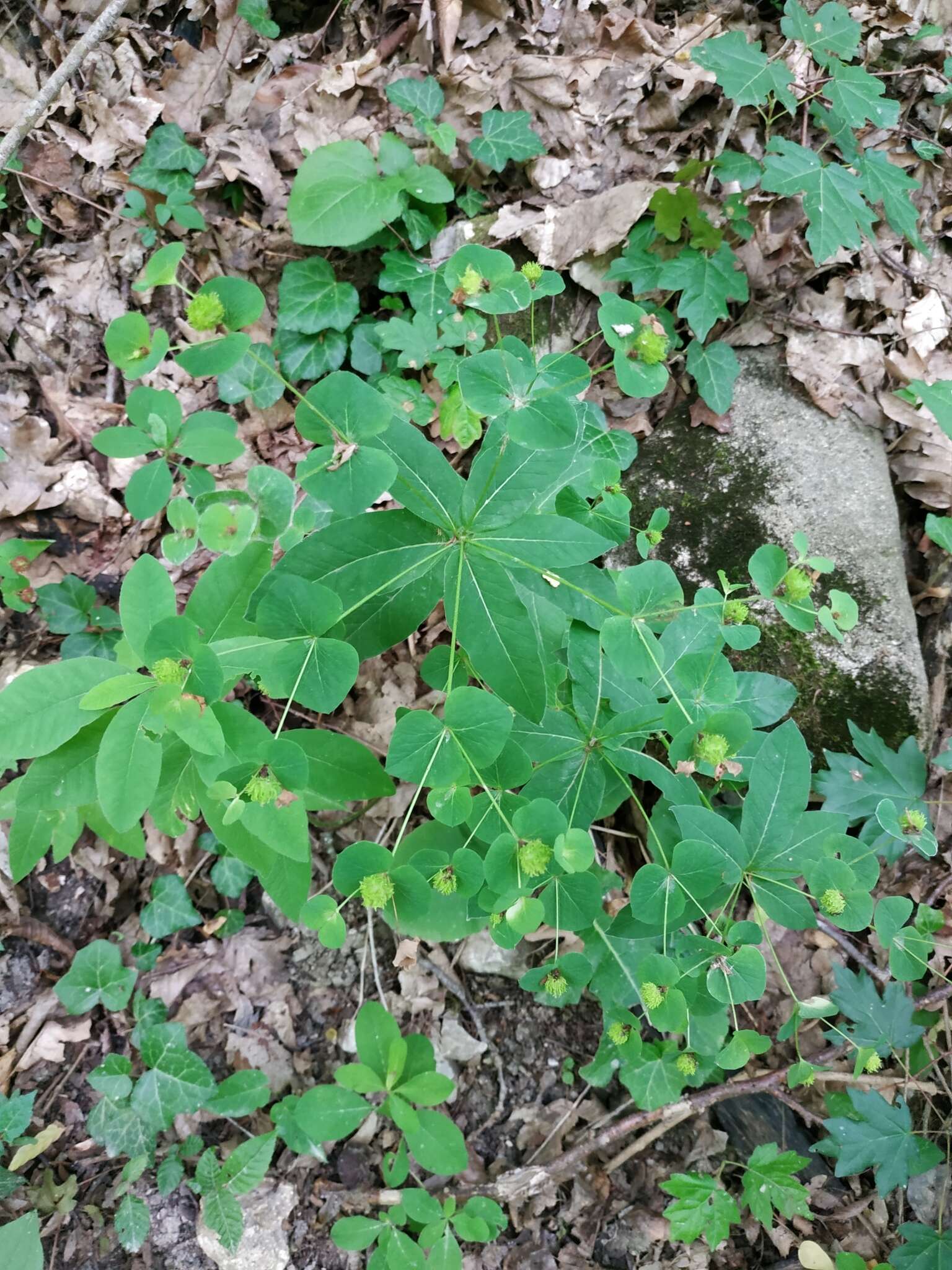 Image of Euphorbia squamosa Willd.