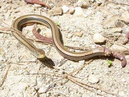 Image of Glass Lizards