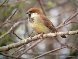 Слика од Passer castanopterus Blyth 1855