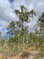 Слика од Eucalyptus megasepala A. R. Bean