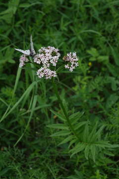 Image of <i>Valeriana transjenisensis</i>