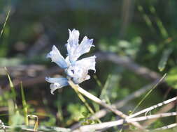 Imagem de Bellevalia hyacinthoides (Bertol.) K. Perss. & Wendelbo