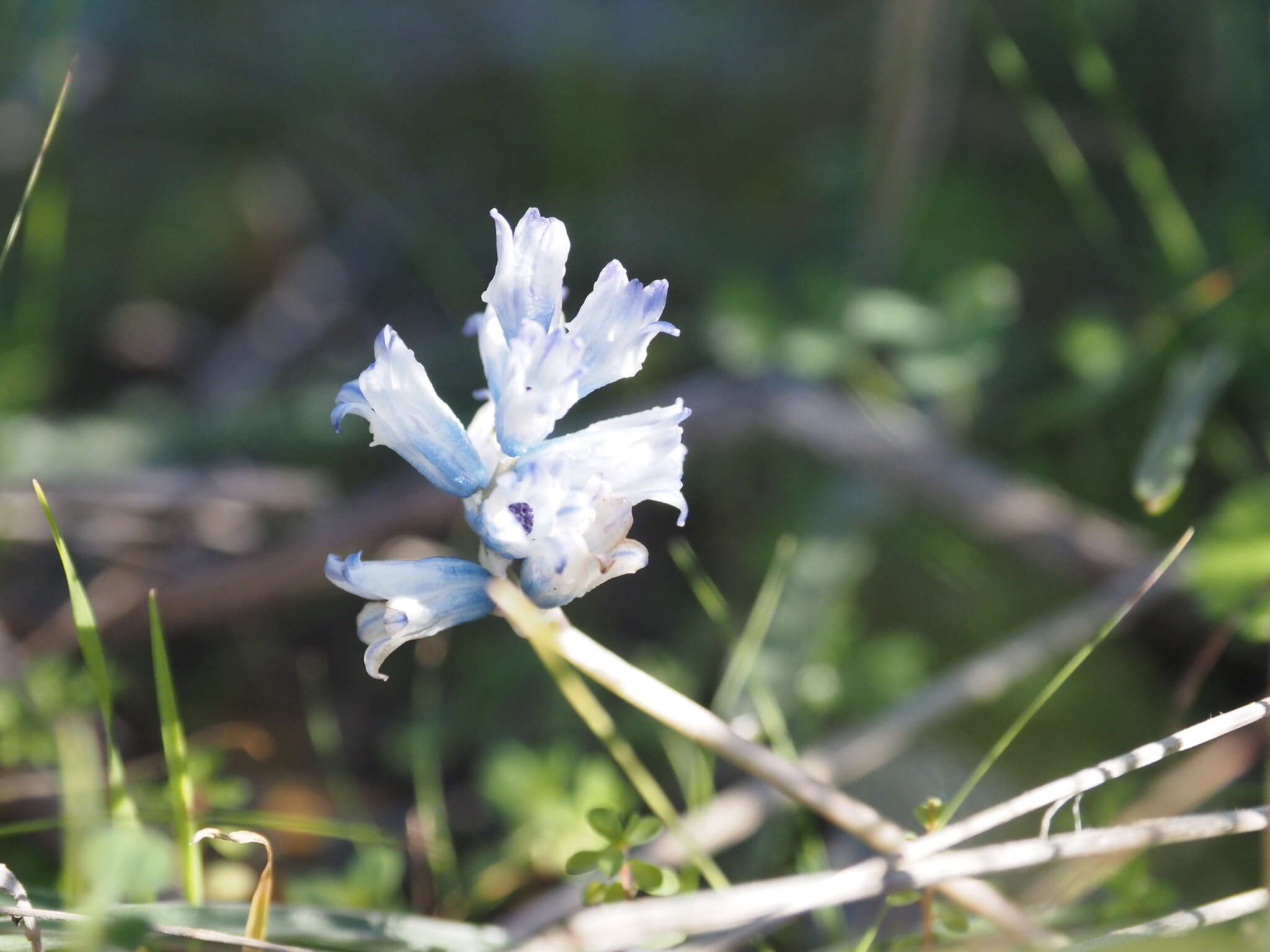 Image of Bellevalia hyacinthoides (Bertol.) K. Perss. & Wendelbo