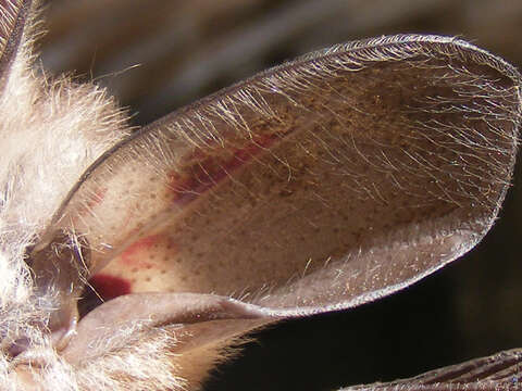 Image of Cape Long-eared Bat