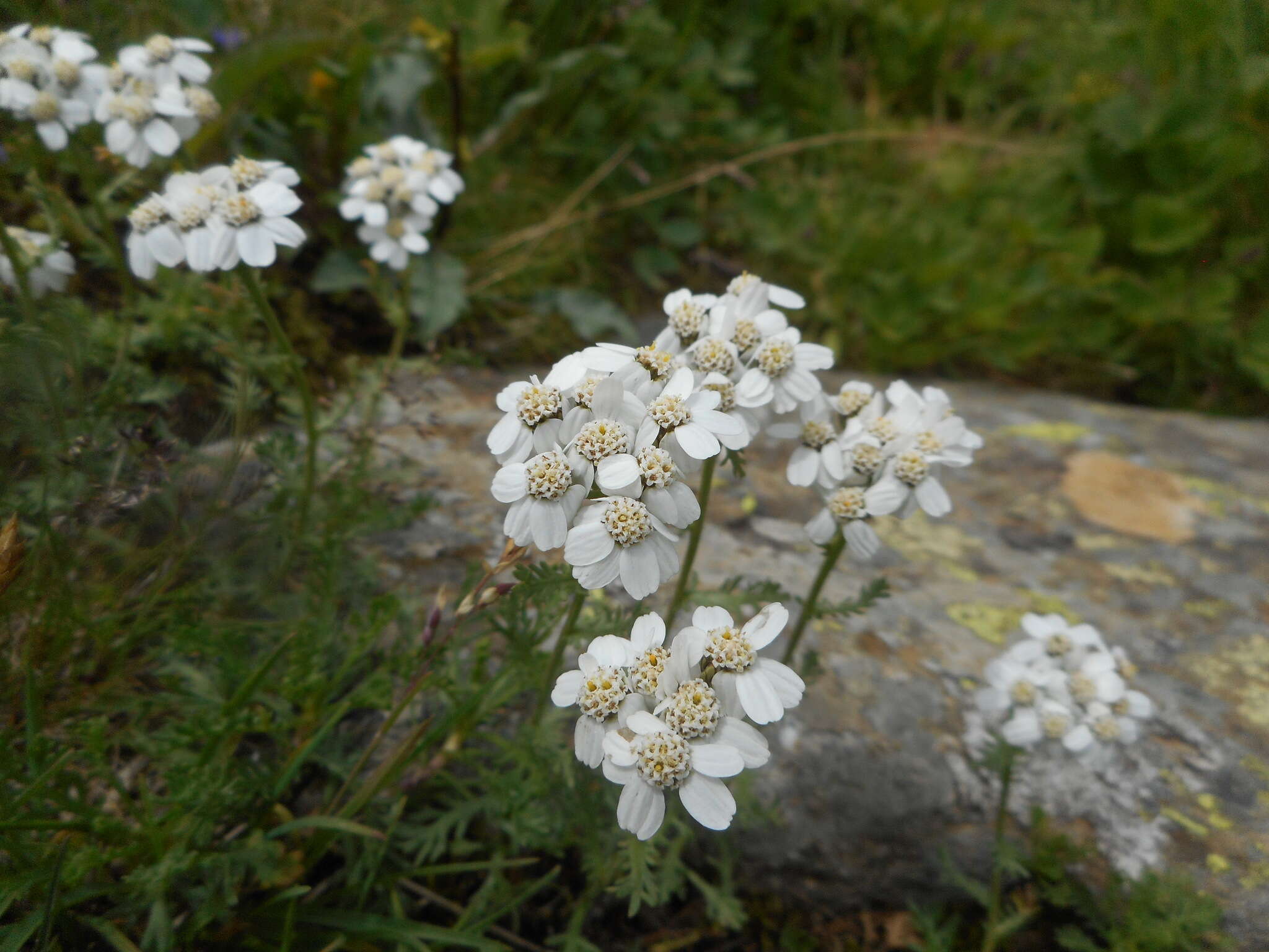 صورة Achillea erba-rotta subsp. moschata (Wulfen) I. B. K. Richardson