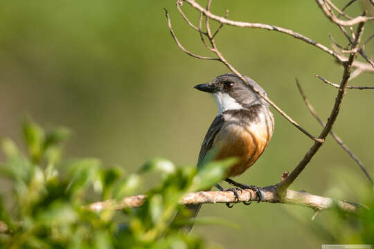 Image of Pachycephala rufiventris xanthetraea (Forster & JR 1844)