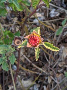 Image of Wright's false mallow