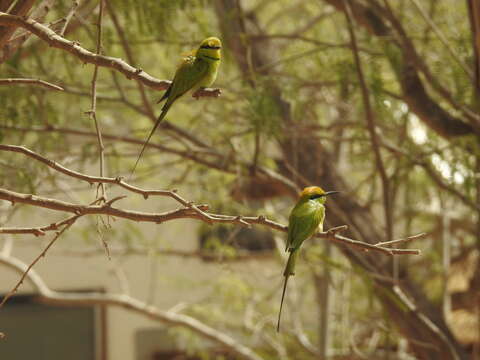 Image of African Green Bee-eater