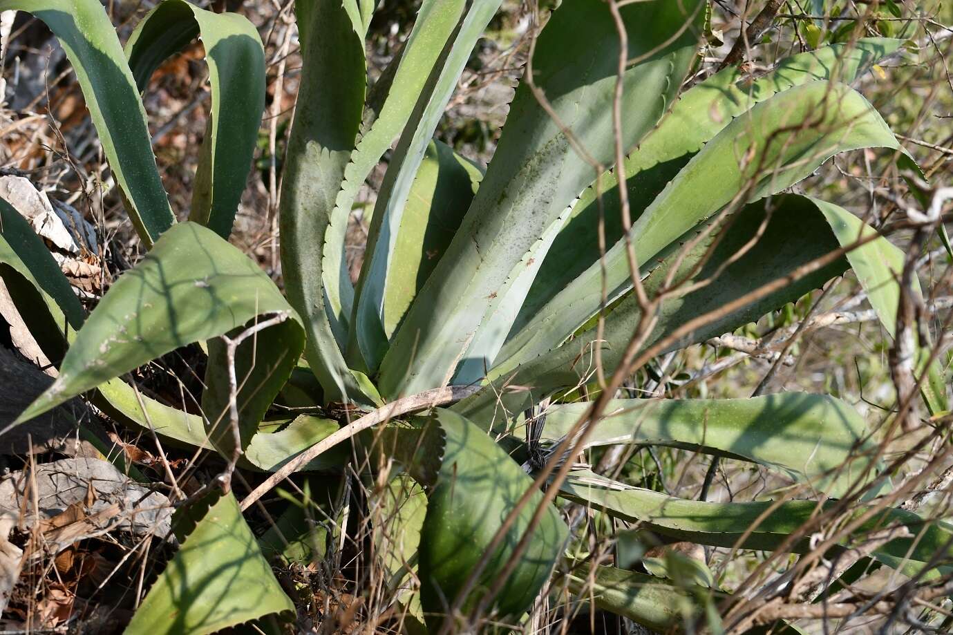 Image of Grijalva's agave