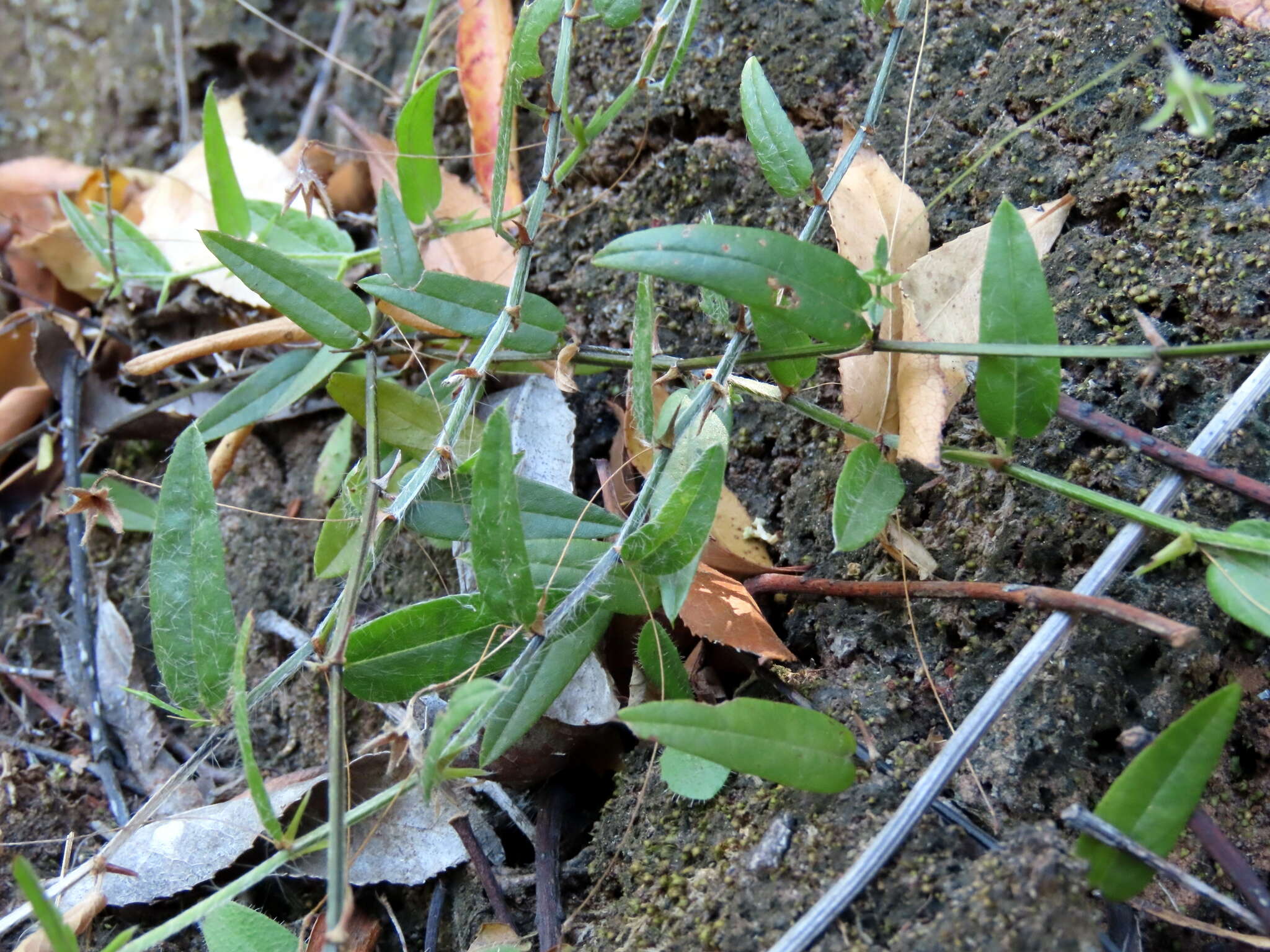 Image of Psoralea laxa T. M. Salter