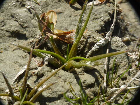 Image of Isoetes alpina Kirk