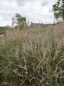 صورة Plantago argentea Chaix