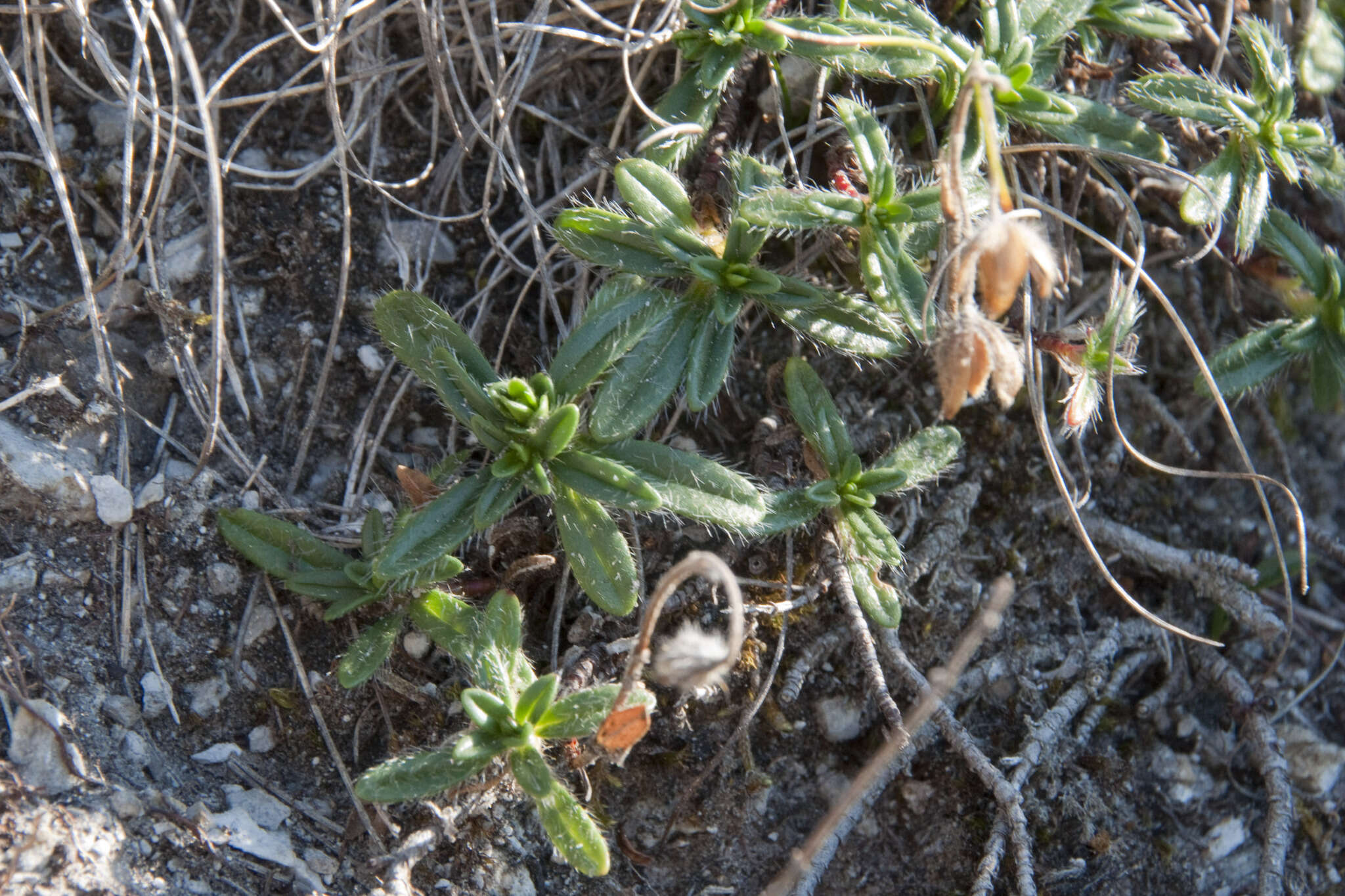 Imagem de Helianthemum alpestre (Jacq.) DC.